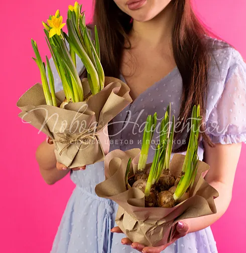 Нарциссы в кашпо Тет-а-тет