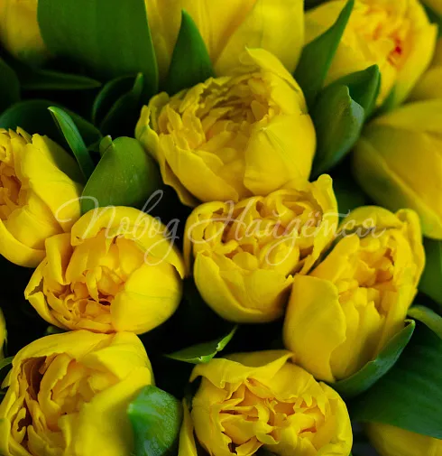 Букет Весеннее солнышко — Повод Найдется