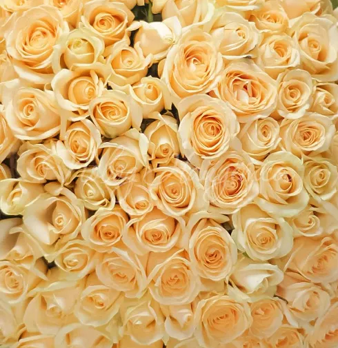 Букет Бари — Повод Найдется