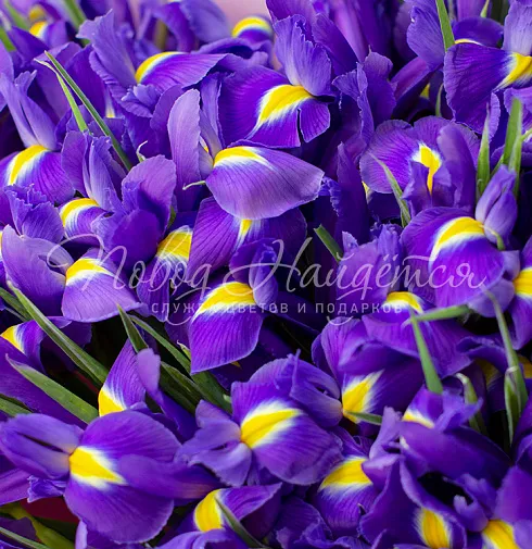 Букет Ириска — Повод Найдется