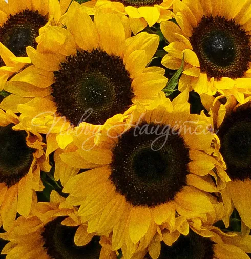 Букет Солнечные зайчики — Повод Найдется