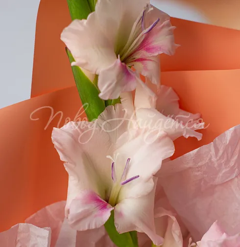 Букет Косички — Повод Найдется