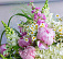 Букет Лето в ладонях — Повод Найдется