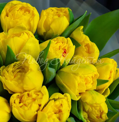 Букет Весеннее солнышко — Повод Найдется