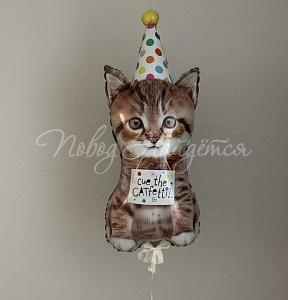 Шары Котенок в колпаке