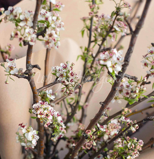 Букет Цветущая Груша — Повод Найдется