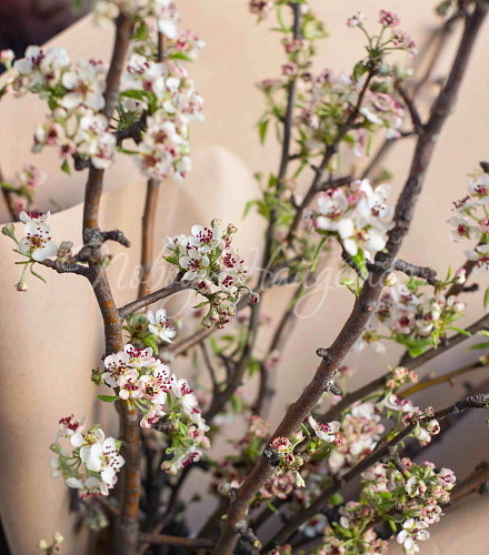 ПАСХА Букет Цветущая Груша