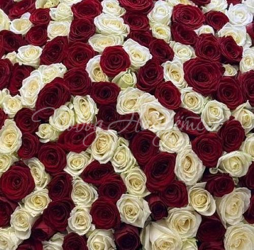 201 роза Букет Покорить