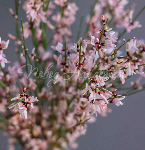 Пасхальный сет № 6