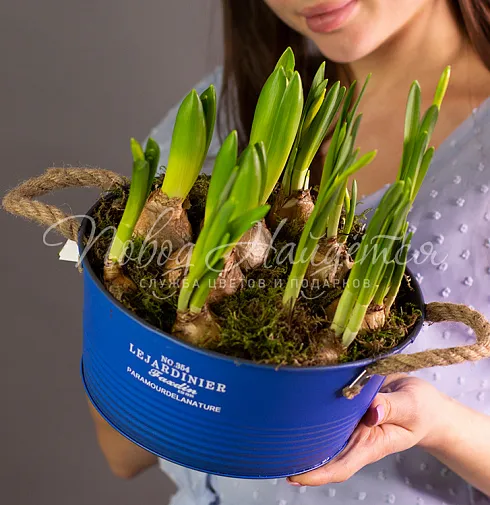 Весенние ласточки