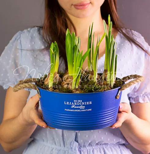 Весенние ласточки