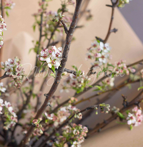 Букет Цветущая Груша — Повод Найдется