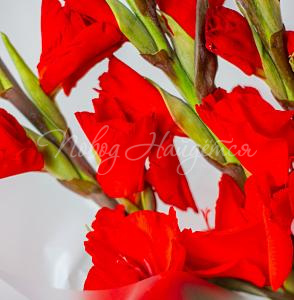 Букет Знамя