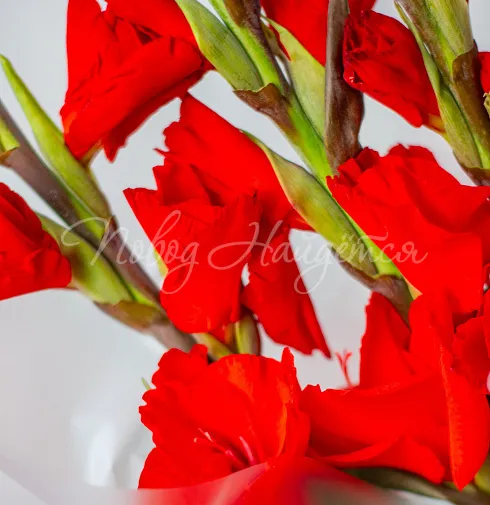 Букет Знамя — Повод Найдется