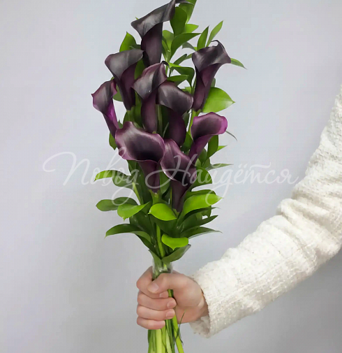 Букет 9 фиолетовых калл — Повод Найдется