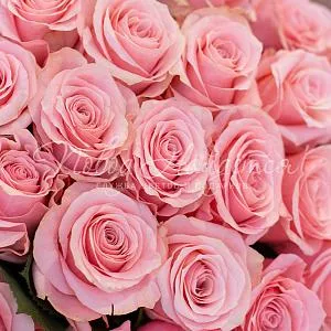Розы Букет 25 роз Be sweet