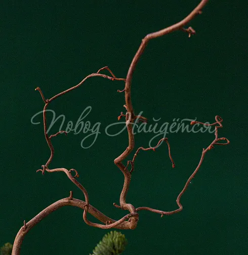 Атмосфера праздника