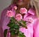 Кустовая розовая роза 50 см