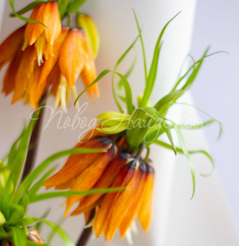 Букет Лилу — Повод Найдется